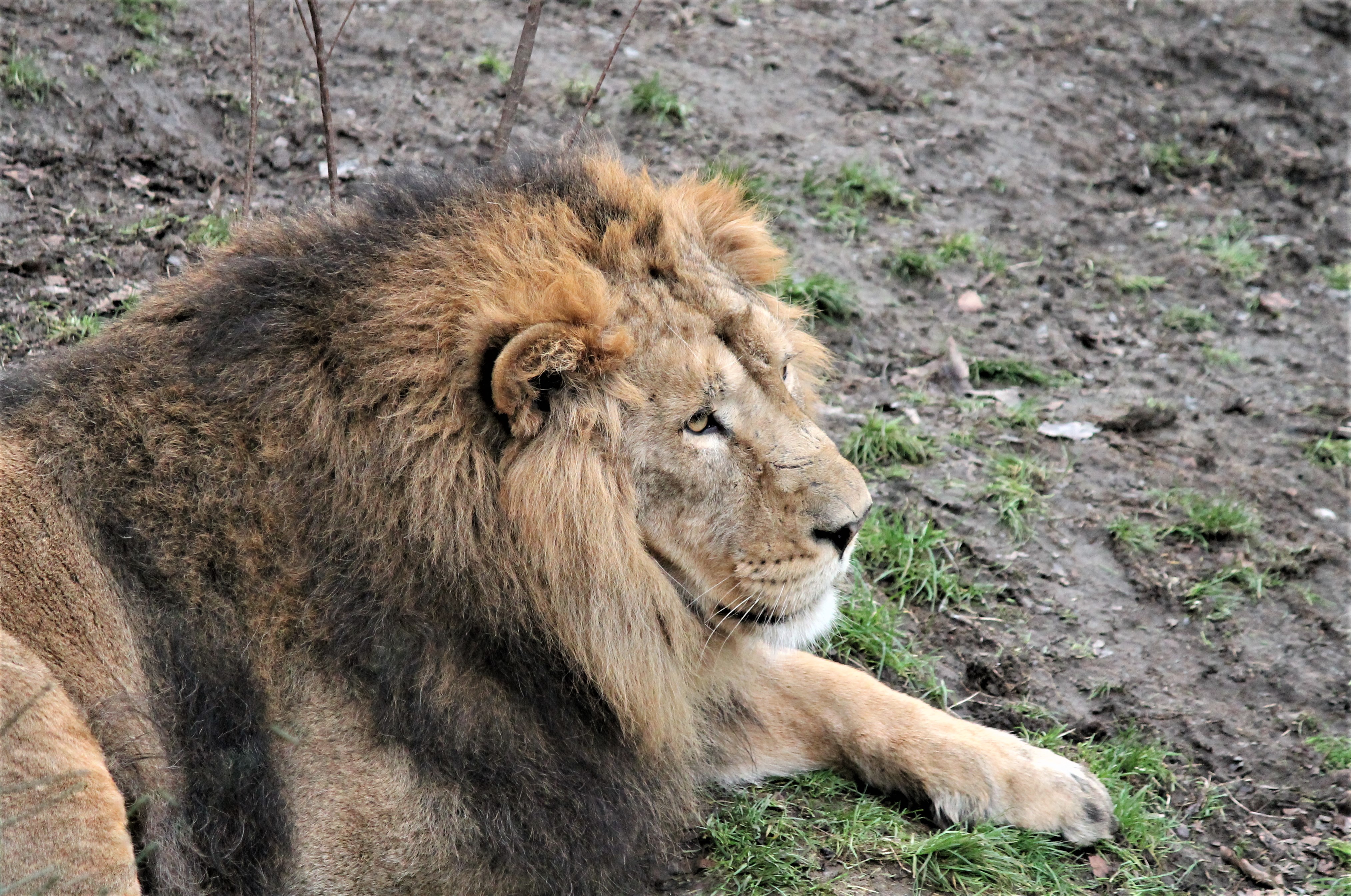Sasan Gir Lion Safari – Gujarat